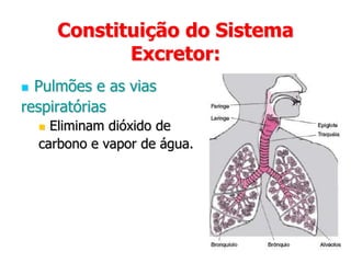 Da urina.Sistema Excretor:Como é constituído?
