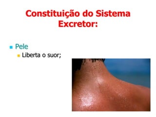 Pulmões e as vias respiratóriasEliminam dióxido de carbono e vapor de água.Constituição do Sistema Excretor: