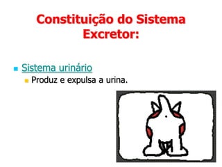 PeleLiberta o suor;Constituição do Sistema Excretor: