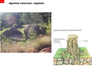 Agentes externos: vegetais
A+
 