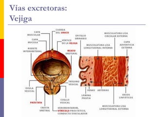 Vías excretoras:
Vejiga
 