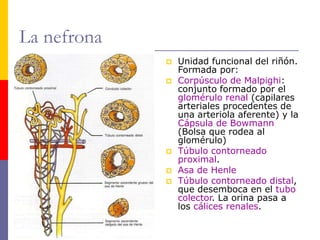 La nefrona
 Unidad funcional del riñón.
Formada por:
 Corpúsculo de Malpighi:
conjunto formado por el
glomérulo renal (capilares
arteriales procedentes de
una arteriola aferente) y la
Cápsula de Bowmann
(Bolsa que rodea al
glomérulo)
 Túbulo contorneado
proximal.
 Asa de Henle
 Túbulo contorneado distal,
que desemboca en el tubo
colector. La orina pasa a
los cálices renales.
 