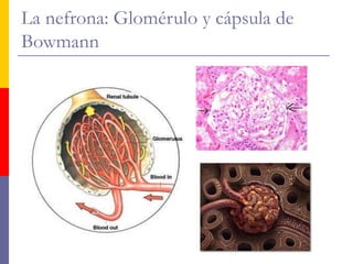 La nefrona: Glomérulo y cápsula de
Bowmann
 