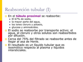 Reabsorción tubular (I)
 En el túbulo proximal se reabsorbe:
 El 67% de sodio,
 la mayor parte del agua,
 los iones cloruro y potasio,
 glucosa y aminoácidos.
 El sodio se reabsorbe por transporte activo; el
agua, el cloruro y otros solutos son reabsorbidos
por difusión.
 Cerca del 75% del filtrado se reabsorbe antes de
llegar al asa de Henle.
 El resultado es un líquido tubular que es
isosmótico respecto al plasma y líquidos
intersticiales.
 