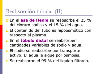 Reabsorción tubular (II)
 En el asa de Henle se reabsorbe el 25 %
del cloruro sódico y el 15 % del agua.
 El contenido del tubo es hipoosmótico con
respecto al plasma.
 En el túbulo distal se reabsorben
cantidades variables de sodio y agua.
 El sodio se reabsorbe por transporte
activo. El agua le sigue por ósmosis.
 Se reabsorbe el 99 % del líquido filtrado.
 