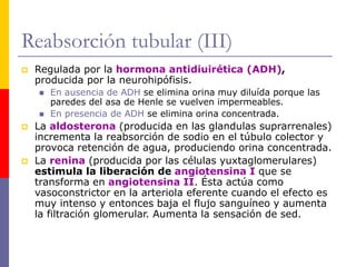 Reabsorción tubular (III)
 Regulada por la hormona antidiuirética (ADH),
producida por la neurohipófisis.
 En ausencia de ADH se elimina orina muy diluída porque las
paredes del asa de Henle se vuelven impermeables.
 En presencia de ADH se elimina orina concentrada.
 La aldosterona (producida en las glandulas suprarrenales)
incrementa la reabsorción de sodio en el túbulo colector y
provoca retención de agua, produciendo orina concentrada.
 La renina (producida por las células yuxtaglomerulares)
estimula la liberación de angiotensina I que se
transforma en angiotensina II. Ésta actúa como
vasoconstrictor en la arteriola eferente cuando el efecto es
muy intenso y entonces baja el flujo sanguíneo y aumenta
la filtración glomerular. Aumenta la sensación de sed.
 