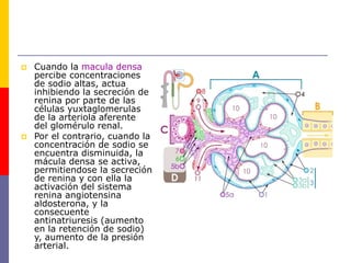  Cuando la macula densa
percibe concentraciones
de sodio altas, actua
inhibiendo la secreción de
renina por parte de las
células yuxtaglomerulas
de la arteriola aferente
del glomérulo renal.
 Por el contrario, cuando la
concentración de sodio se
encuentra disminuida, la
mácula densa se activa,
permitiendose la secreción
de renina y con ella la
activación del sistema
renina angiotensina
aldosterona, y la
consecuente
antinatriuresis (aumento
en la retención de sodio)
y, aumento de la presión
arterial.
 