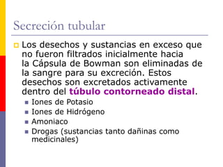 Secreción tubular
 Los desechos y sustancias en exceso que
no fueron filtrados inicialmente hacia
la Cápsula de Bowman son eliminadas de
la sangre para su excreción. Estos
desechos son excretados activamente
dentro del túbulo contorneado distal.
 Iones de Potasio
 Iones de Hidrógeno
 Amoniaco
 Drogas (sustancias tanto dañinas como
medicinales)
 