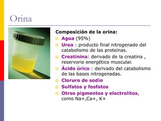 Orina
Composición de la orina:
 Agua (95%)
 Urea : producto final nitrogenado del
catabolismo de las proteínas.
 Creatinina: derivado de la creatina ,
reservorio energético muscular.
 Ácido úrico : derivado del catabolismo
de las bases nitrogenadas.
 Cloruro de sodio
 Sulfatos y fosfatos
 Otros pigmentos y electrolitos,
como Na+,Ca+, K+
 