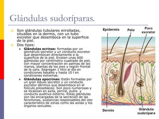 Glándulas sudoríparas.
 Son glándulas tubulares enrolladas,
situadas en la dermis, con un tubo
excretor que desemboca en la superficie
de la piel.
 Dos tipos:
 Glándulas ecrinas: formadas por un
glomérulo secretor y un conducto excretor
que desembocan directamente a la
superficie de la piel. Existen unas 600
glándulas por centímetro cuadrado de piel,
con mayor concentración en palmas de las
manos, plantas de los pies y región frontal
de la cara. Segregan 1 litro al día en
condiciones basales y hasta 10 l en
condiciones extremas.
 Glándulas apocrinas: Están formadas por
un gran lóbulo secretor y un conducto
excretor dérmico que desemboca en el
folículo pilosebáceo. Son poco numerosas y
se localizan en axila, periné, pubis y
conducto auditivo externo. Estas glándulas
son las encargadas de la secreción de las
feromonas, sustancias responsables del olor
característico de zonas como las axilas y los
órganos sexuales.
 