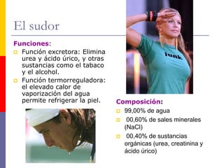 El sudor
Funciones:
 Función excretora: Elimina
urea y ácido úrico, y otras
sustancias como el tabaco
y el alcohol.
 Función termorreguladora:
el elevado calor de
vaporización del agua
permite refrigerar la piel. Composición:
 99,00% de agua
 00,60% de sales minerales
(NaCl)
 00,40% de sustancias
orgánicas (urea, creatinina y
ácido úrico)
 
