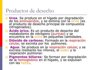 Productos de desecho
 Urea. Se produce en el hígado por degradación
de los aminoácidos, y se elimina con la orina (es
el producto de desecho principal de compuestos
nitrogenados).
 Ácido úrico. Es un producto de desecho del
metabolismo de nitrógeno (purinas) y se
encuentra en la orina en pequeñas cantidades.
 Dióxido de carbono: Formado en la respiración
celular, se excreta por los pulmones.
 Agua: Se produce en la respiración celular, y se
excreta mediante los riñones, el sudor y la
respiración pulmonar.
 Pigmentos biliares: Se forman por degradación
de la hemoglobina en el hígado, y se expulsan
con las heces.
 