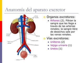 Anatomía del aparato excretor
 Órganos excretores:
 Riñones (2). Filtran la
sangre que les llega a
través de las arterias
renales; la sangre libre
de desechos sale por
las venas renales.
 Vías excretoras:
 Uréteres (2)
 Vejiga urinaria (1)
 Uretra (1)
 