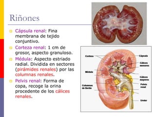 Riñones
 Cápsula renal: Fina
membrana de tejido
conjuntivo.
 Corteza renal: 1 cm de
grosor, aspecto granuloso.
 Médula: Aspecto estriado
radial. Dividida en sectores
(pirámides renales) por las
columnas renales.
 Pelvis renal: Forma de
copa, recoge la orina
procedente de los cálices
renales.
 