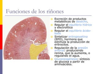 Funciones de los riñones
 Excreción de productos
metabólicos de desecho.
 Regular el equilibrio hídrico
y electrolítico
 Regular el equilibrio ácido-
base
 Sintetizar eritropoyetina
(EPO), hormona que
estimula la producción de
eritrocitos.
 Regulación de la presión
arterial: produciendo
renina, que la aumenta, o
regulando el agua.
 Gluconeogénesis: síntesis
de glucosa a partir de
aminoácidos.
 
