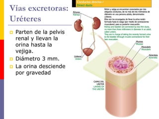 Vías excretoras:
Uréteres
 Parten de la pelvis
renal y llevan la
orina hasta la
vejiga.
 Diámetro 3 mm.
 La orina desciende
por gravedad
 