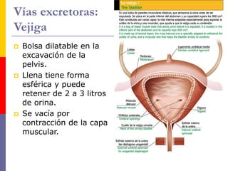 Vías excretoras:
Vejiga
 Bolsa dilatable en la
excavación de la
pelvis.
 Llena tiene forma
esférica y puede
retener de 2 a 3 litros
de orina.
 Se vacía por
contracción de la capa
muscular.
 