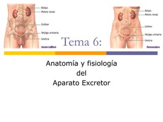 Tema 6:
Anatomía y fisiología
del
Aparato Excretor
 