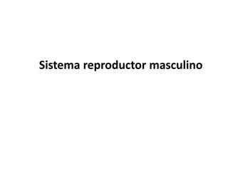 Sistema reproductor masculino
 