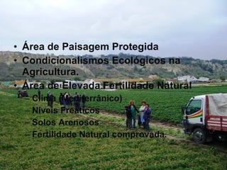 Área de Paisagem Protegida Condicionalismos Ecológicos na Agricultura. Área de Elevada Fertilidade Natural Clima (Mediterrânico) Níveis Freáticos Solos Arenosos Fertilidade Natural comprovada. 