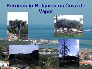 Património Botânico na Cova do Vapor 