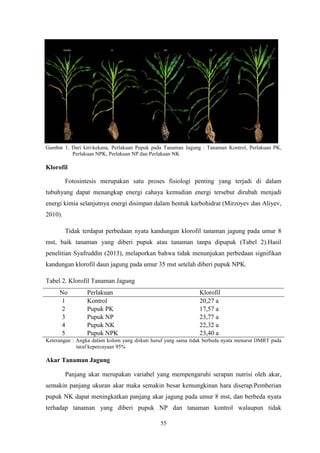 55
Gambar 1. Dari kiri-kekana, Perlakuan Pupuk pada Tanaman Jagung : Tanaman Kontrol, Perlakuan PK,
Perlakuan NPK, Perlakuan NP dan Perlakuan NK
Klorofil
Fotosintesis merupakan satu proses fisiologi penting yang terjadi di dalam
tubuhyang dapat menangkap energi cahaya kemudian energi tersebut dirubah menjadi
energi kimia selanjutnya energi disimpan dalam bentuk karbohidrat (Mirzoyev dan Aliyev,
2010).
Tidak terdapat perbedaan nyata kandungan klorofil tanaman jagung pada umur 8
mst, baik tanaman yang diberi pupuk atau tanaman tanpa dipupuk (Tabel 2).Hasil
penelitian Syafruddin (2013), melaporkan bahwa tidak menunjukan perbedaan signifikan
kandungan klorofil daun jagung pada umur 35 mst setelah diberi pupuk NPK.
Tabel 2. Klorofil Tanaman Jagung
No Perlakuan Klorofil
1 Kontrol 20,27 a
2 Pupuk PK 17,57 a
3 Pupuk NP 23,77 a
4 Pupuk NK 22,32 a
5 Pupuk NPK 23,40 a
Keterangan : Angka dalam kolom yang diikuti huruf yang sama tidak berbeda nyata menurut DMRT pada
taraf kepercayaan 95%
Akar Tanaman Jagung
Panjang akar merupakan variabel yang mempengaruhi serapan nutrisi oleh akar,
semakin panjang ukuran akar maka semakin besar kemungkinan hara diserap.Pemberian
pupuk NK dapat meningkatkan panjang akar jagung pada umur 8 mst, dan berbeda nyata
terhadap tanaman yang diberi pupuk NP dan tanaman kontrol walaupun tidak
 