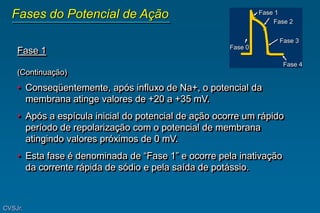 Fase 1
(Continuação)
• Conseqüentemente, após influxo de Na+, o potencial da
membrana atinge valores de +20 a +35 mV.
• Após a espícula inicial do potencial de ação ocorre um rápido
período de repolarização com o potencial de membrana
atingindo valores próximos de 0 mV.
• Esta fase é denominada de “Fase 1” e ocorre pela inativação
da corrente rápida de sódio e pela saída de potássio.
Fase 1
Fase 2
Fase 3
Fase 4
Fase 0
Fases do Potencial de Ação
CVSJr.
 
