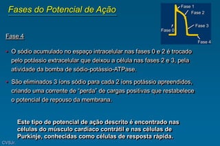 Fase 4
• O sódio acumulado no espaço intracelular nas fases 0 e 2 é trocado
pelo potássio extracelular que deixou a célula nas fases 2 e 3, pela
atividade da bomba de sódio-potássio-ATPase.
• São eliminados 3 íons sódio para cada 2 íons potássio apreendidos,
criando uma corrente de “perda” de cargas positivas que restabelece
o potencial de repouso da membrana.
Este tipo de potencial de ação descrito é encontrado nas
células do músculo cardíaco contrátil e nas células de
Purkinje, conhecidas como células de resposta rápida.
Fase 1
Fase 2
Fase 3
Fase 4
Fase 0
Fases do Potencial de Ação
CVSJr.
 