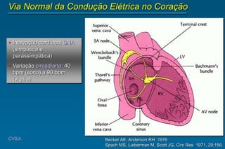 Becker AE, Anderson RH 1976
Spach MS, Lieberman M, Scott JG. Circ Res 1971, 29:156.
CVSJr.
Via Normal da Condução Elétrica no Coração
• Inervação cardíaca: SNA
(simpática e
parassimpática)
• Variação circadiana: 40
bpm (sono) a 90 bpm
(vigília)
 