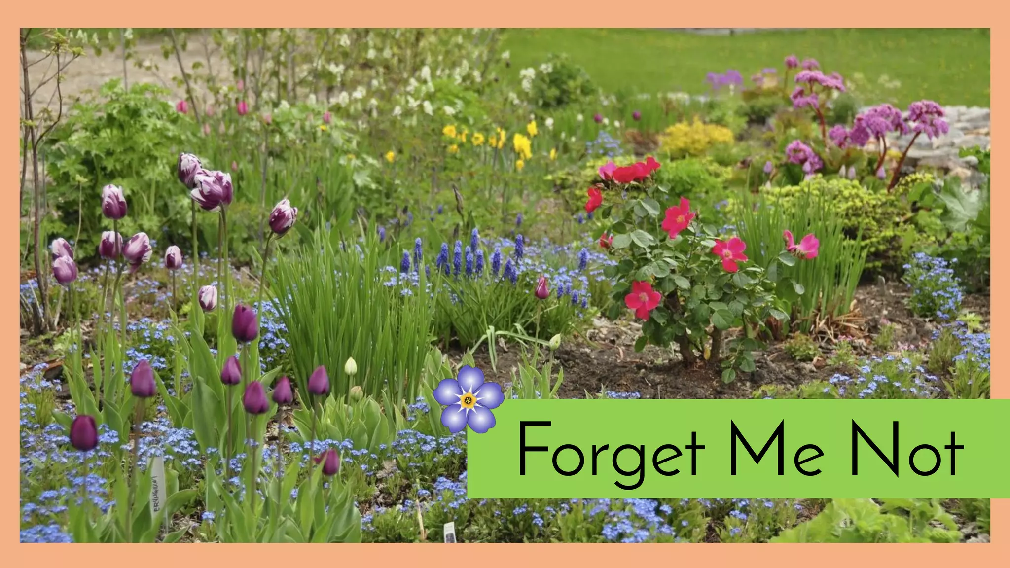 Forget Me Not