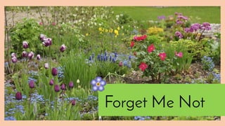 Forget Me Not
 