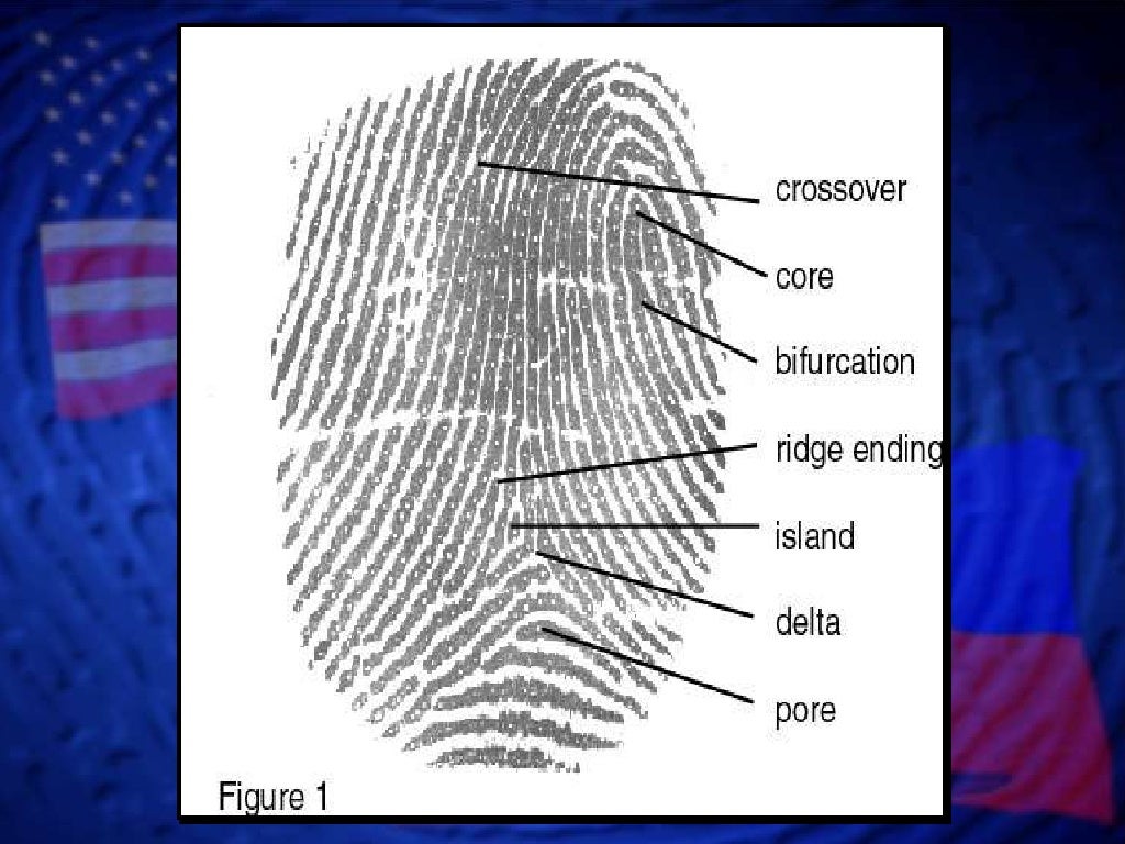 Fingerprint Identification