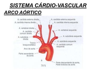 SISTEMA CÁRDIO-VASCULAR
ARCO AÓRTICO
 