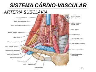 SISTEMA CÁRDIO-VASCULAR
ARTÉRIA SUBCLÁVIA
 
