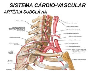 SISTEMA CÁRDIO-VASCULAR
ARTÉRIA SUBCLÁVIA
 