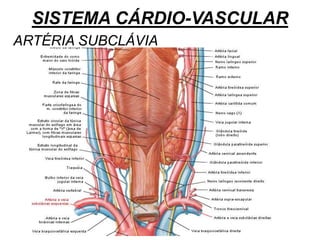 SISTEMA CÁRDIO-VASCULAR
ARTÉRIA SUBCLÁVIA
 