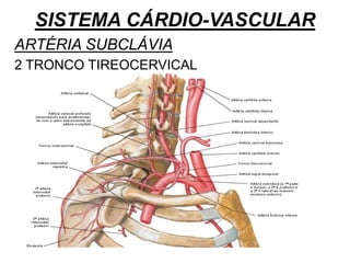 SISTEMA CÁRDIO-VASCULAR
ARTÉRIA SUBCLÁVIA
2 TRONCO TIREOCERVICAL
 