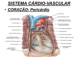 SISTEMA CÁRDIO-VASCULAR
• CORAÇÃO- Pericárdio
 