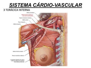SISTEMA CÁRDIO-VASCULAR
3 TORÁCICA INTERNA
 