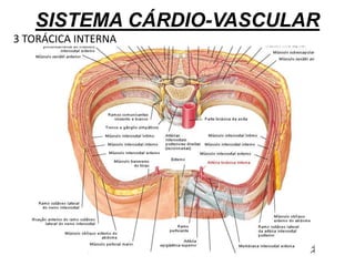 SISTEMA CÁRDIO-VASCULAR
3 TORÁCICA INTERNA
 