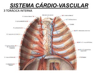 SISTEMA CÁRDIO-VASCULAR
3 TORÁCICA INTERNA
 
