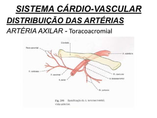 SISTEMA CÁRDIO-VASCULAR
DISTRIBUIÇÃO DAS ARTÉRIAS
ARTÉRIA AXILAR - Toracoacromial
 