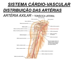 SISTEMA CÁRDIO-VASCULAR
DISTRIBUIÇÃO DAS ARTÉRIAS
ARTÉRIA AXILAR - TORÁCICA LATERAL
 