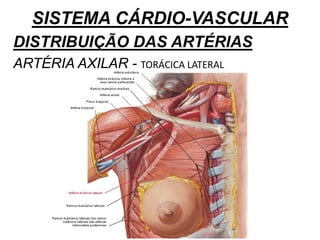 SISTEMA CÁRDIO-VASCULAR
DISTRIBUIÇÃO DAS ARTÉRIAS
ARTÉRIA AXILAR - TORÁCICA LATERAL
 