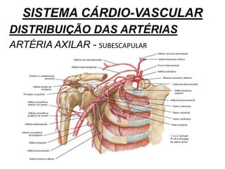 SISTEMA CÁRDIO-VASCULAR
DISTRIBUIÇÃO DAS ARTÉRIAS
ARTÉRIA AXILAR - SUBESCAPULAR
 