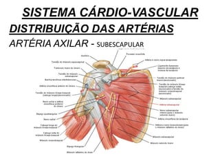 SISTEMA CÁRDIO-VASCULAR
DISTRIBUIÇÃO DAS ARTÉRIAS
ARTÉRIA AXILAR - SUBESCAPULAR
 