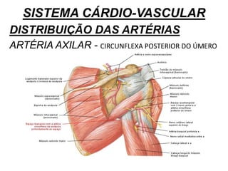 SISTEMA CÁRDIO-VASCULAR
DISTRIBUIÇÃO DAS ARTÉRIAS
ARTÉRIA AXILAR - CIRCUNFLEXA POSTERIOR DO ÚMERO
 
