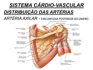 SISTEMA CÁRDIO-VASCULAR
DISTRIBUIÇÃO DAS ARTÉRIAS
ARTÉRIA AXILAR - CIRCUNFLEXA POSTERIOR DO ÚMERO
 