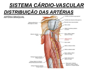 SISTEMA CÁRDIO-VASCULAR
DISTRIBUIÇÃO DAS ARTÉRIAS
ARTÉRIA BRAQUIAL
 