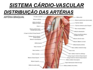SISTEMA CÁRDIO-VASCULAR
DISTRIBUIÇÃO DAS ARTÉRIAS
ARTÉRIA BRAQUIAL
 